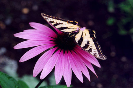 Butterfly resting on a flower
